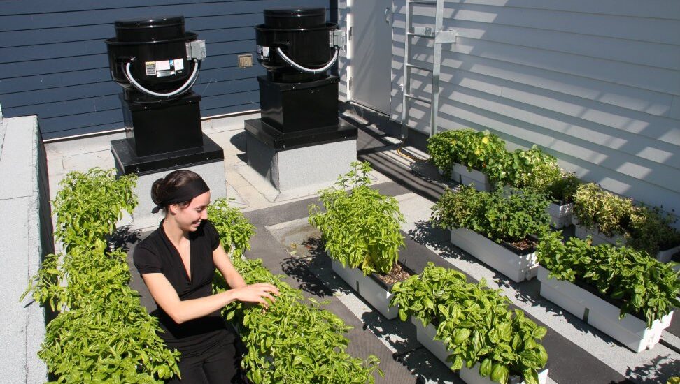 toit-potager-chic-alors