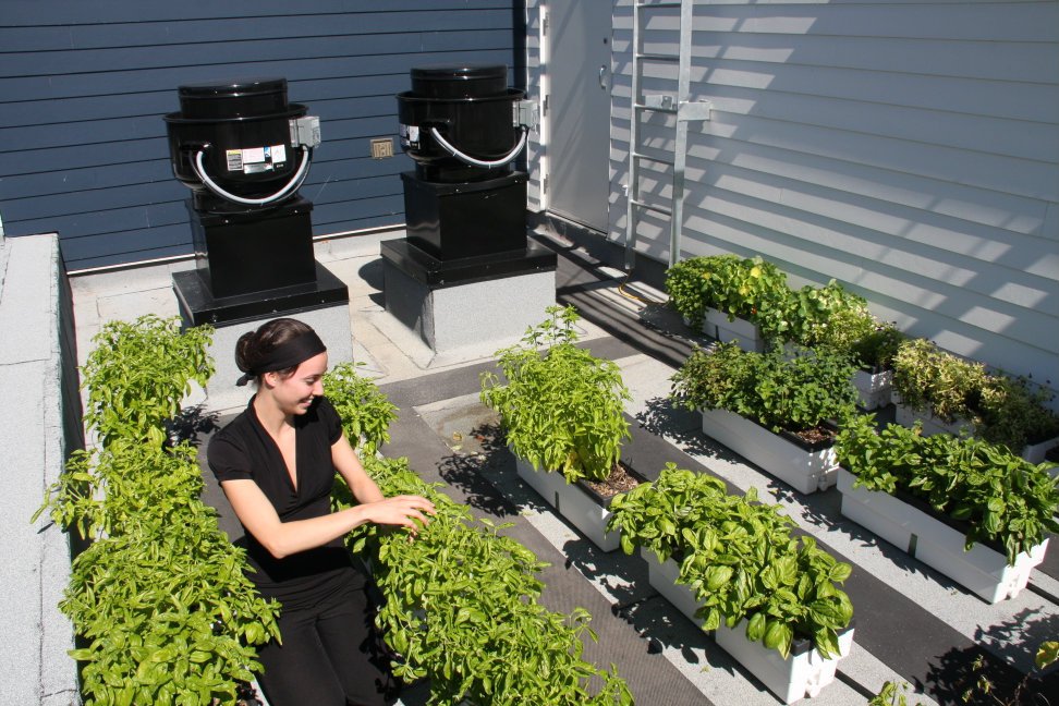 toit-potager-chic-alors